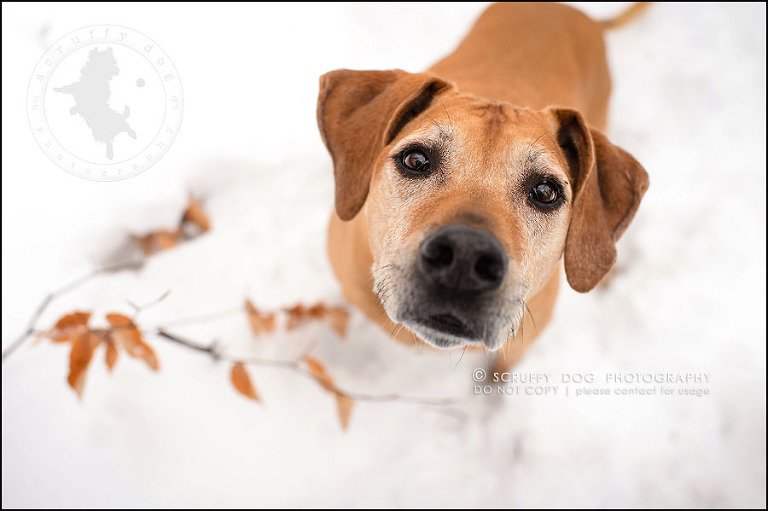 20-waterloo-ontario-professional--dog-photographer-best-makeda slinger-329