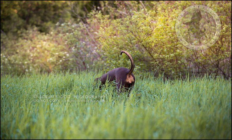 20_guelph_ontario_pet_photographer_best_dog_reese hunsberger-105
