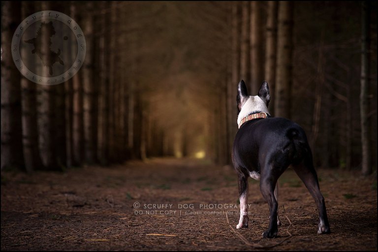 20_kitchener_ontario_pet_photographer_best_dog_princess dot carroll-74