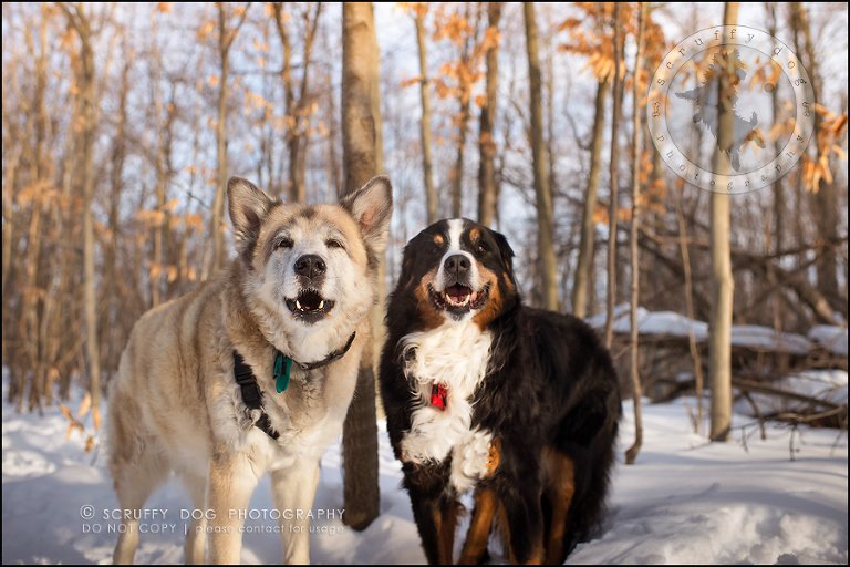 20_toronto_ontario_dog_stock_photography_grace zoe carr-667-Edit