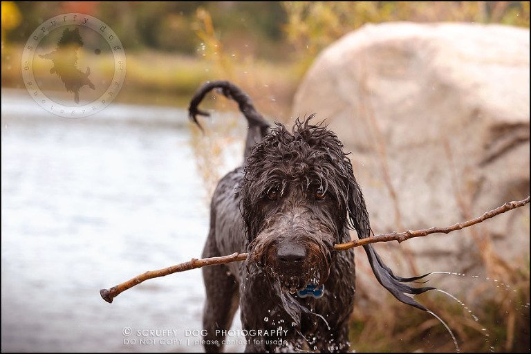 20_waterloo_ontario_best_pet_photographer_murphy odonovan-712