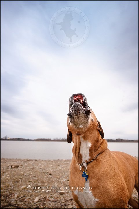 21-brampton-ontario-best-professional-dog-photographer-moose rocket-520-Edit