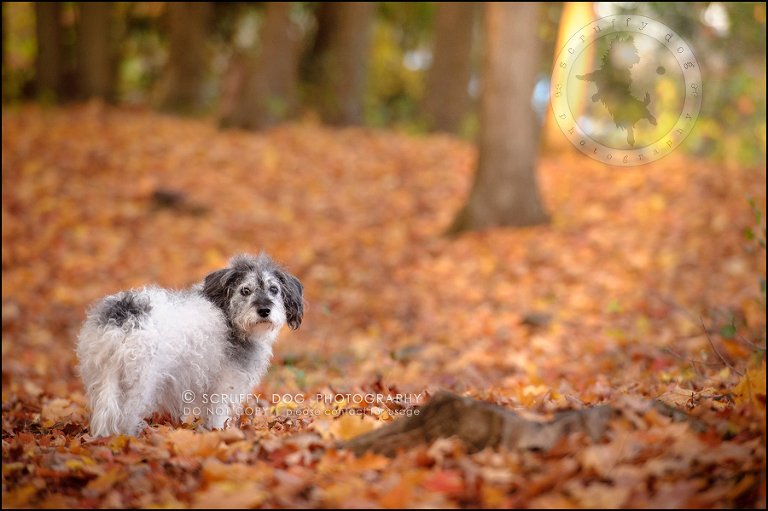 21-toronto-ontario-best-professional-pet-photographer-mika bobby worton-945