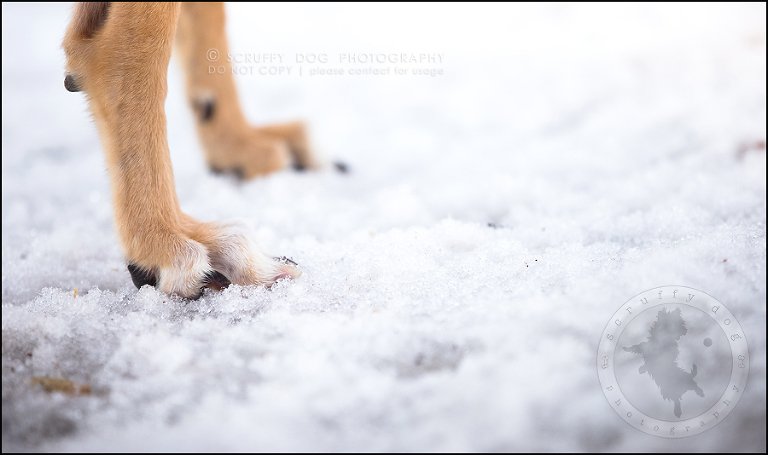 21-toronto-ontario-professional--dog-photographer-lucy poppy real-761