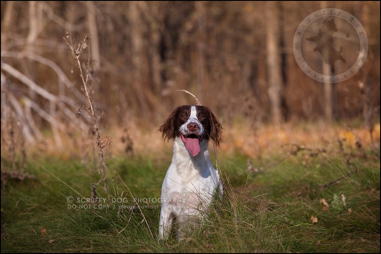21-toronto-ontario-professional-pet-dog-photographer-jake boucher-191