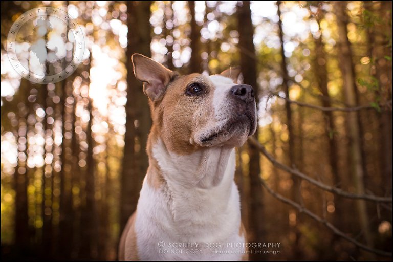 21-toronto-ontario-professional-pet-photographer-jade perry-543