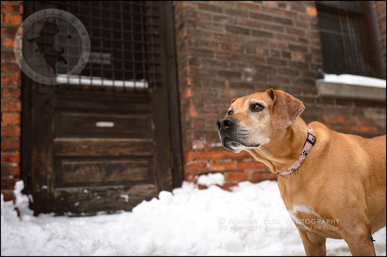 21-waterloo-ontario-professional--dog-photographer-best-makeda slinger-384