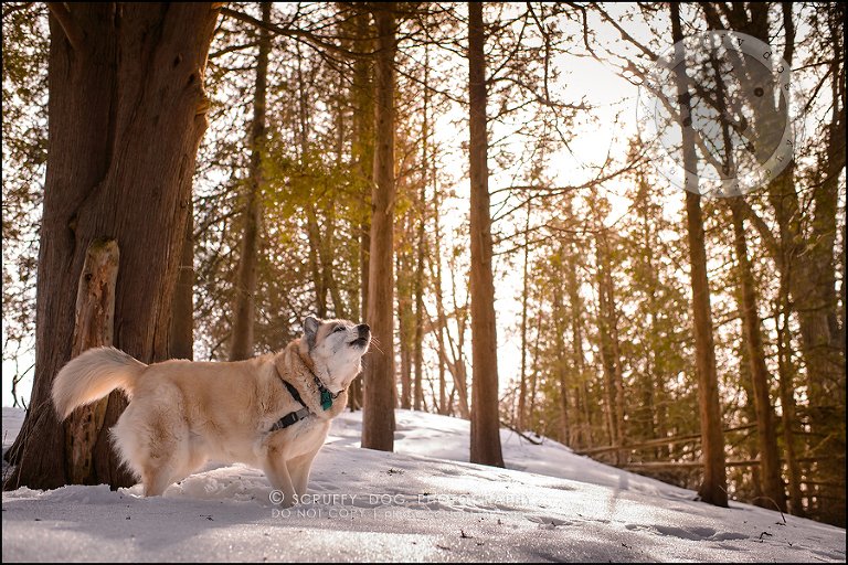 21_toronto_ontario_dog_stock_photography_grace zoe carr-422