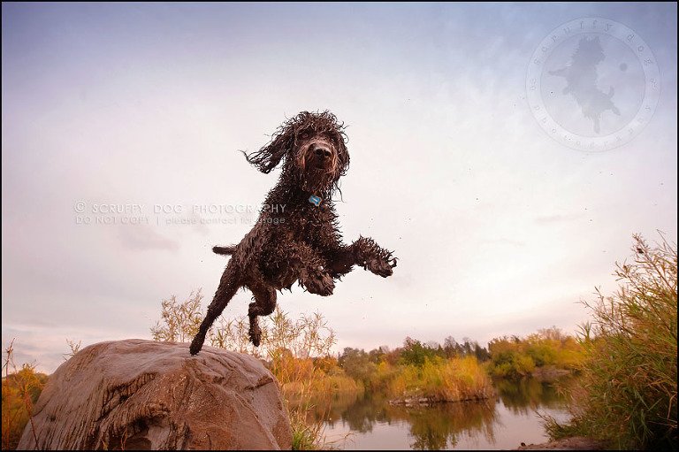 21_waterloo_ontario_best_pet_photographer_murphy odonovan-980