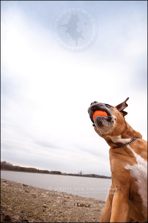 22-brampton-ontario-best-professional-dog-photographer-moose rocket-499
