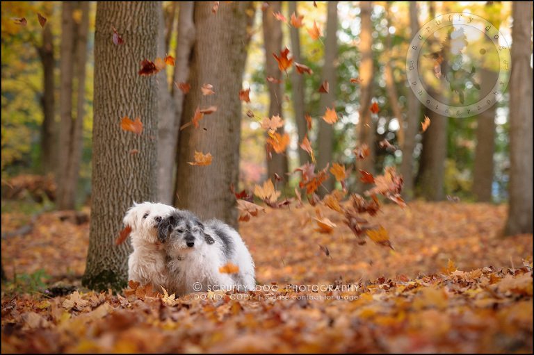22-toronto-ontario-best-professional-pet-photographer-mika bobby worton-970