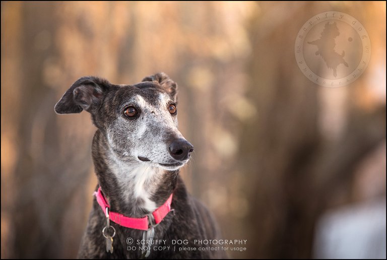 22-toronto-ontario-professional--dog-photographer-lucy poppy real-826