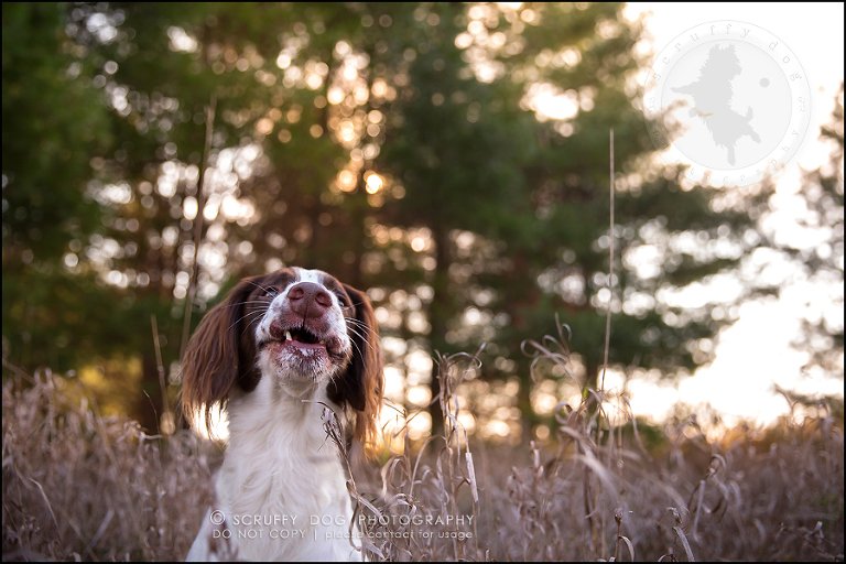 22-toronto-ontario-professional-pet-dog-photographer-jake boucher-520