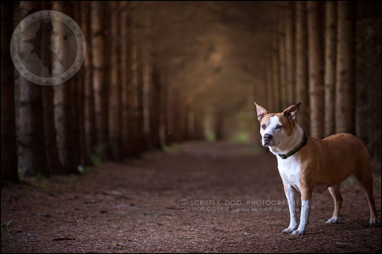 22-toronto-ontario-professional-pet-photographer-jade perry-623