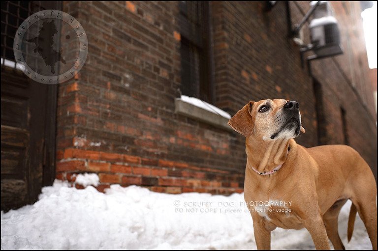 22-waterloo-ontario-professional--dog-photographer-best-makeda slinger-366