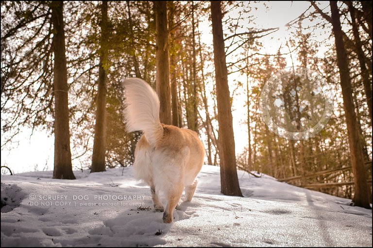 22_toronto_ontario_dog_stock_photography_grace zoe carr-438