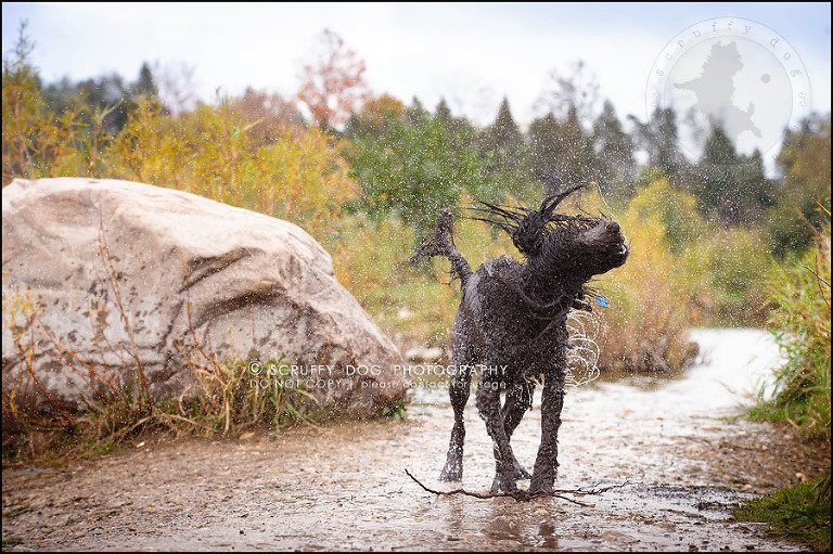 22_waterloo_ontario_best_pet_photographer_murphy odonovan-869