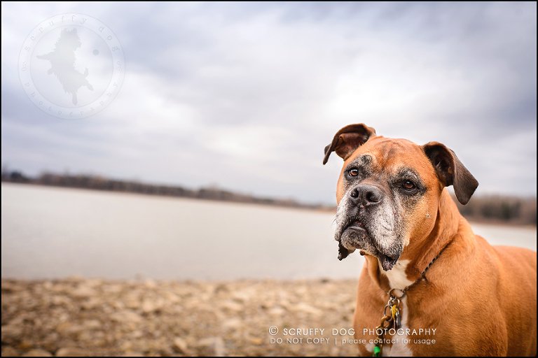 23-brampton-ontario-best-professional-dog-photographer-moose rocket-929