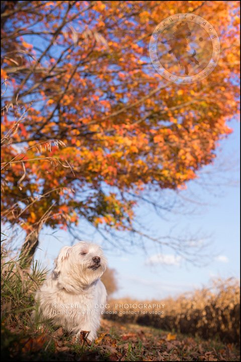23-toronto-ontario-best-professional-pet-photographer-mika bobby worton-1253