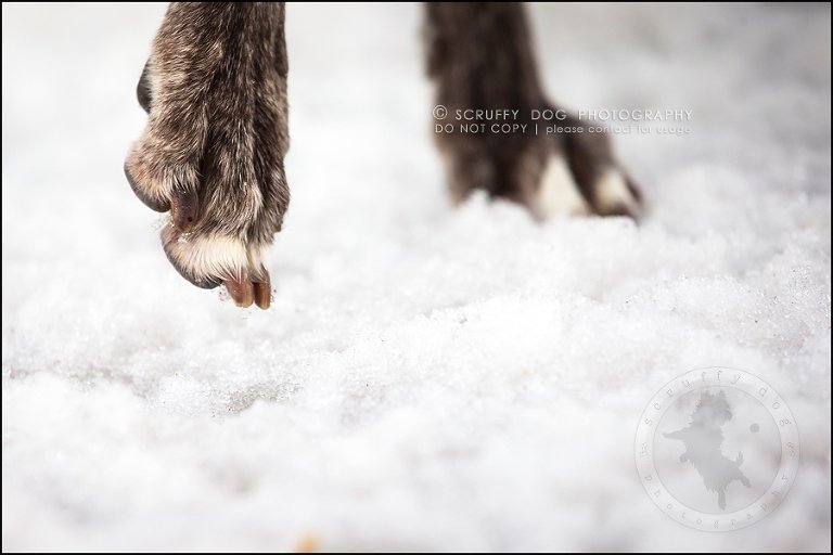 23-toronto-ontario-professional--dog-photographer-lucy poppy real-837