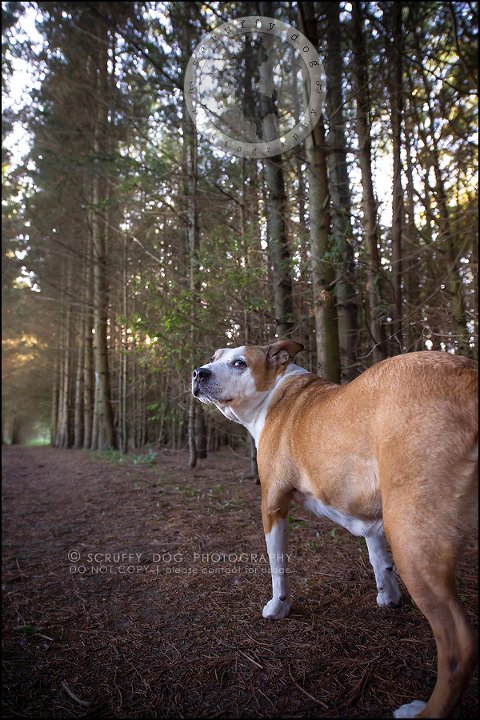 23-toronto-ontario-professional-pet-photographer-jade perry-829