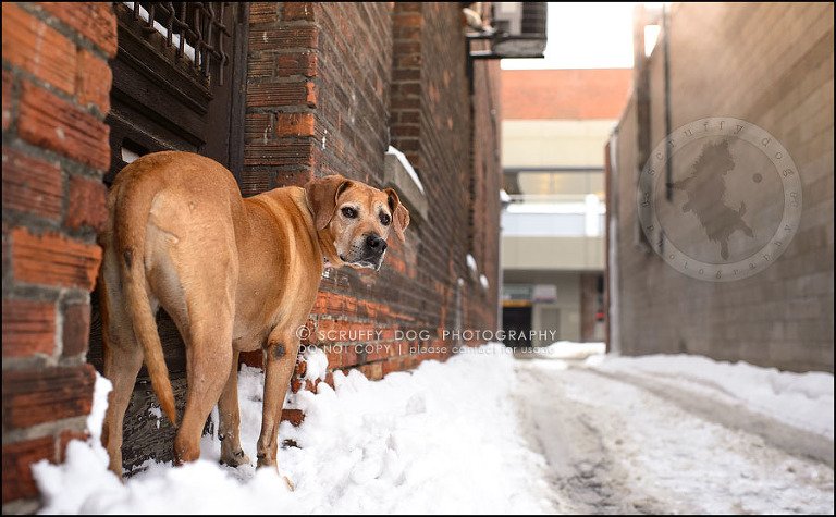 23-waterloo-ontario-professional--dog-photographer-best-makeda slinger-388