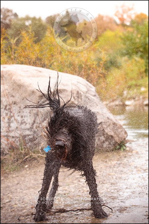 23_waterloo_ontario_best_pet_photographer_murphy odonovan-837