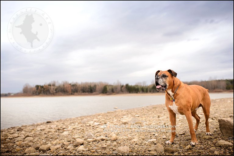 24-brampton-ontario-best-professional-dog-photographer-moose rocket-907