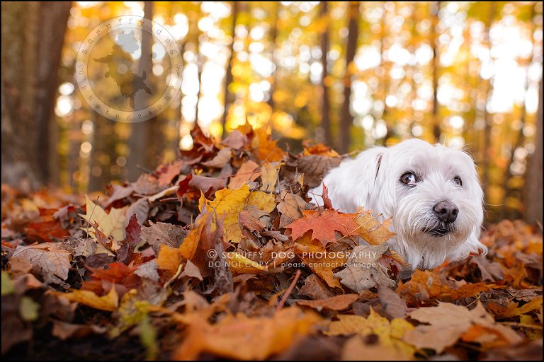 24-toronto-ontario-best-professional-pet-photographer-mika bobby worton-1311