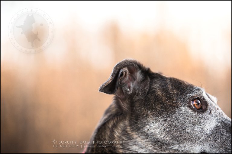 24-toronto-ontario-professional--dog-photographer-lucy poppy real-856