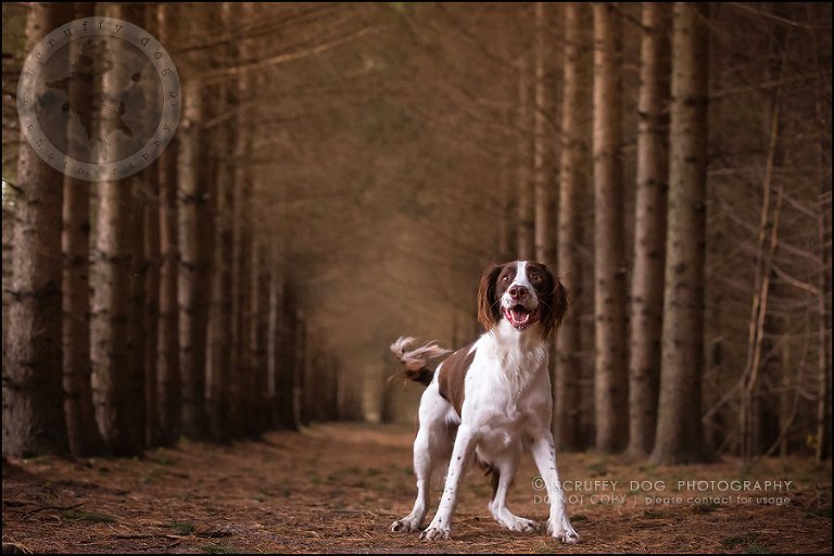 24-toronto-ontario-professional-pet-dog-photographer-jake boucher-775