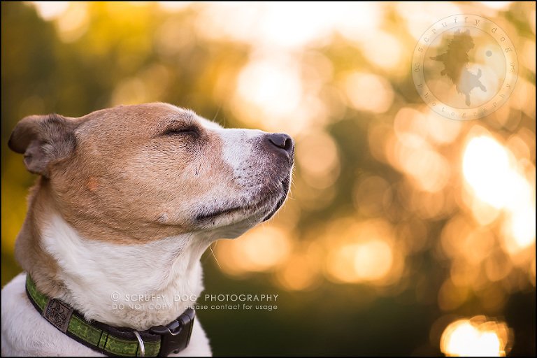 24-toronto-ontario-professional-pet-photographer-jade perry-715