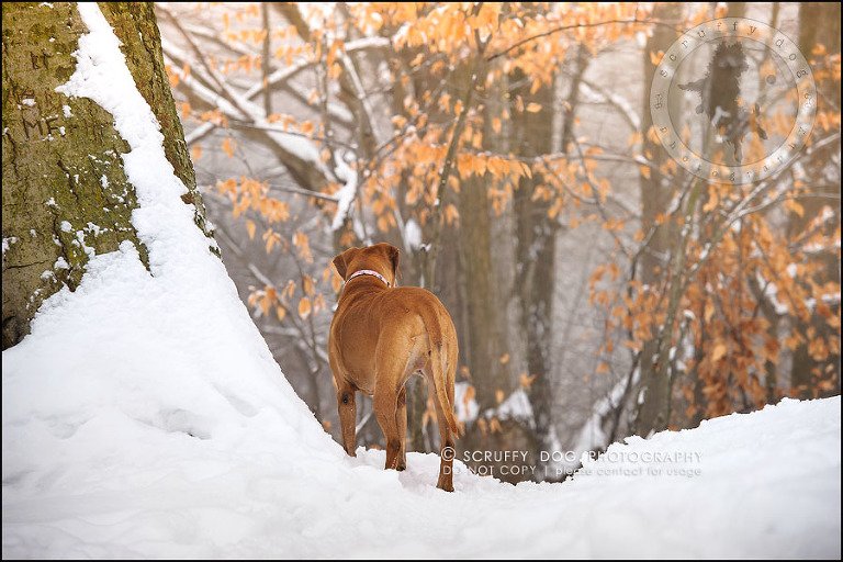 24-waterloo-ontario-professional--dog-photographer-best-makeda slinger-142