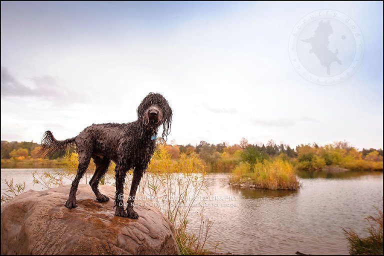 24_waterloo_ontario_best_pet_photographer_murphy odonovan-958