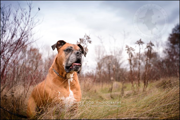 25-brampton-ontario-best-professional-dog-photographer-moose rocket-739