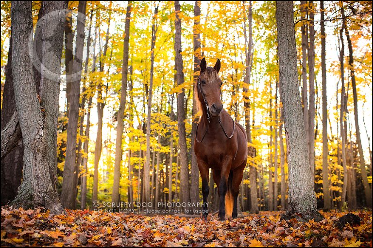 25-toronto-ontario-best-professional-pet-photographer-mika bobby worton-1451-Edit