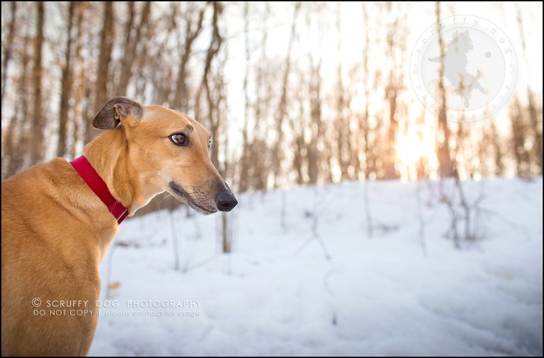 25-toronto-ontario-professional--dog-photographer-lucy poppy real-741