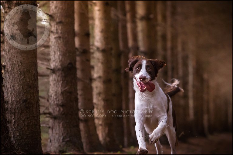 25-toronto-ontario-professional-pet-dog-photographer-jake boucher-803