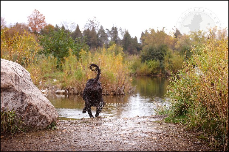 25_waterloo_ontario_best_pet_photographer_murphy odonovan-798