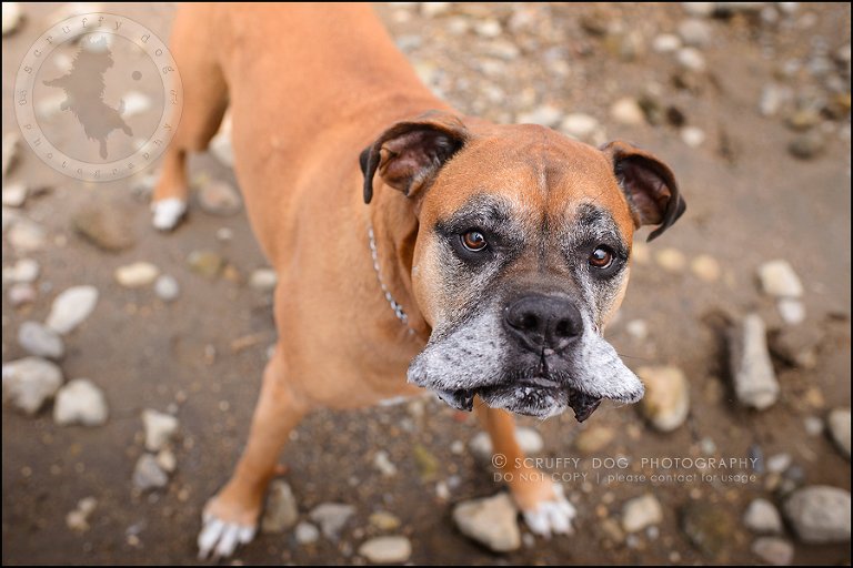 26-brampton-ontario-best-professional-dog-photographer-moose rocket-974