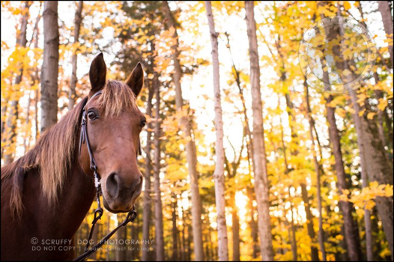 26-toronto-ontario-best-professional-pet-photographer-mika bobby worton-1398