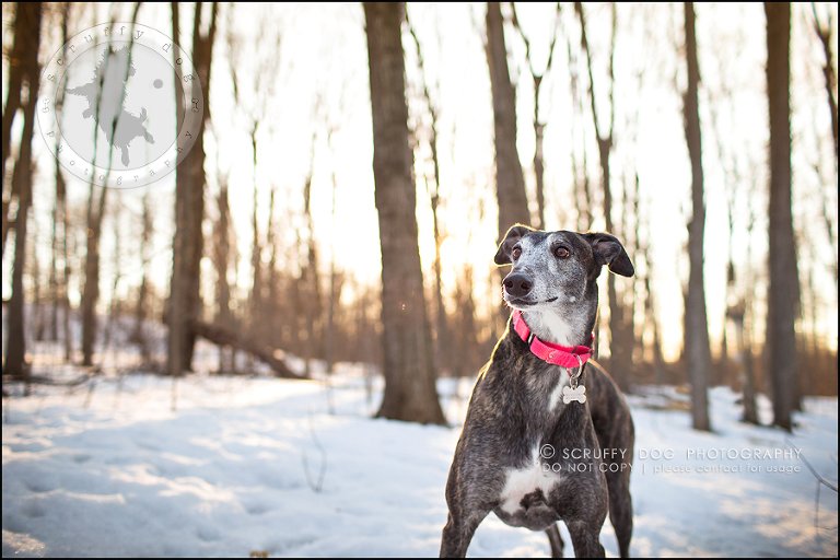 26-toronto-ontario-professional--dog-photographer-lucy poppy real-885-Edit