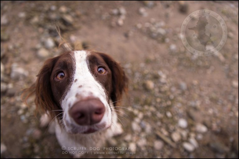 26-toronto-ontario-professional-pet-dog-photographer-jake boucher-1251