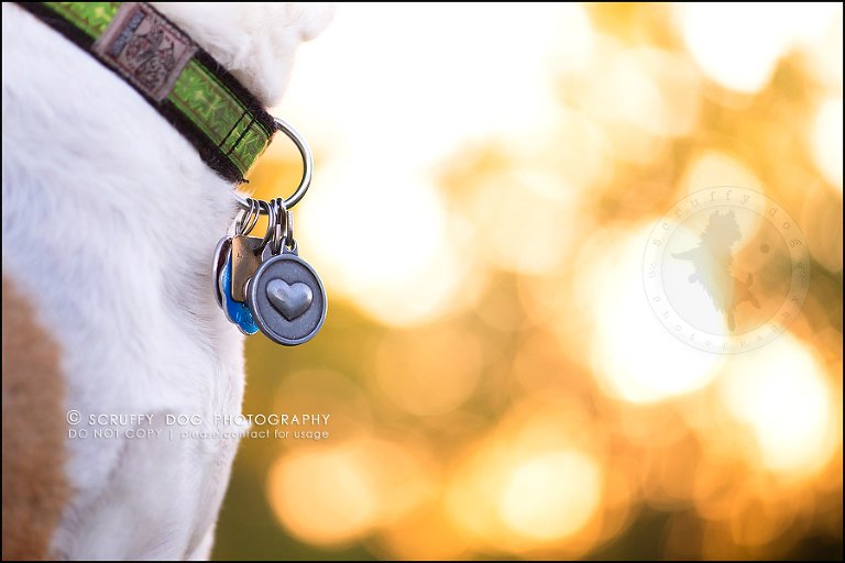 26-toronto-ontario-professional-pet-photographer-jade perry-694