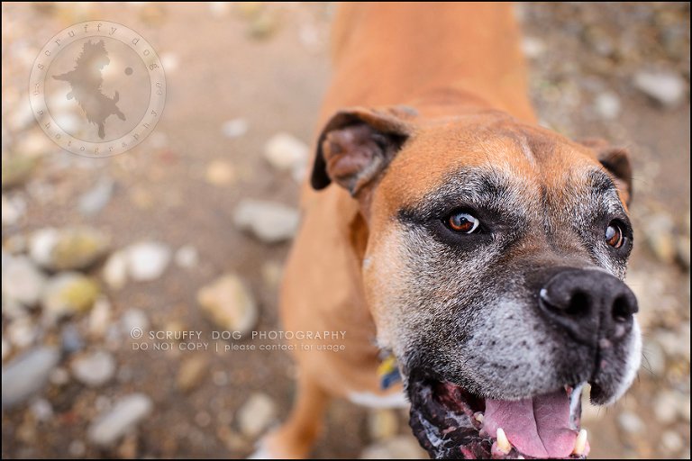 27-brampton-ontario-best-professional-dog-photographer-moose rocket-964-Edit