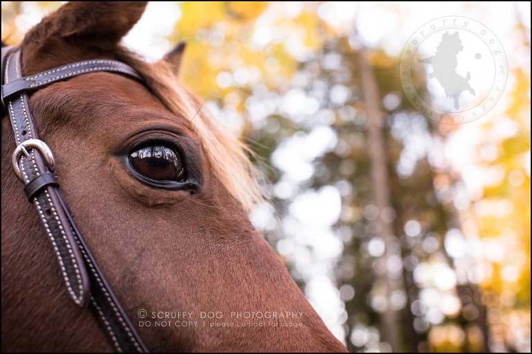 27-toronto-ontario-best-professional-pet-photographer-mika bobby worton-1417