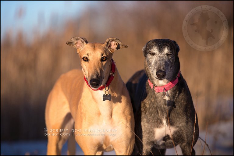 27-toronto-ontario-professional--dog-photographer-lucy poppy real-930-Edit