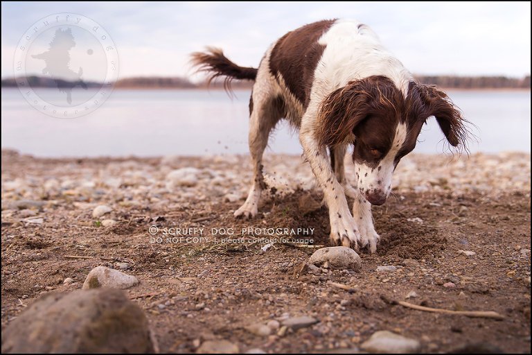 27-toronto-ontario-professional-pet-dog-photographer-jake boucher-1231