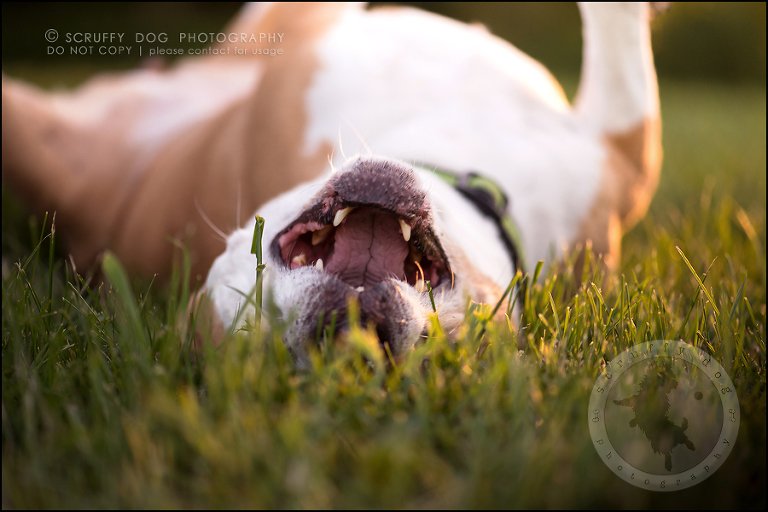 27-toronto-ontario-professional-pet-photographer-jade perry-733