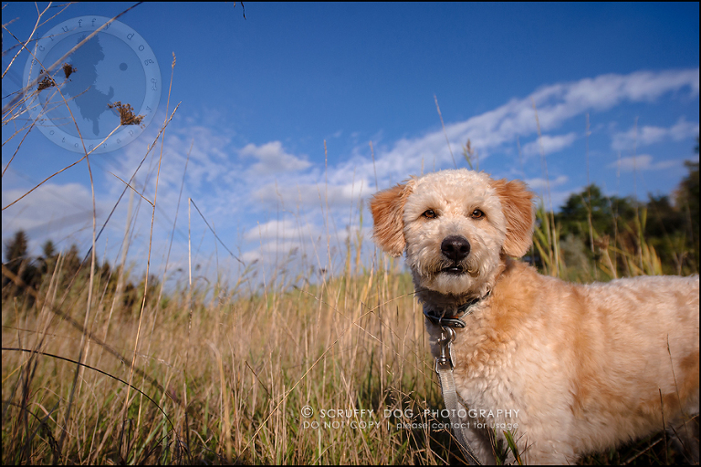 27-waterloo-ontario-dog-stock-photography-gulliver george-534